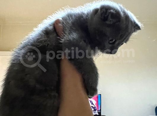 Dişi Kedi